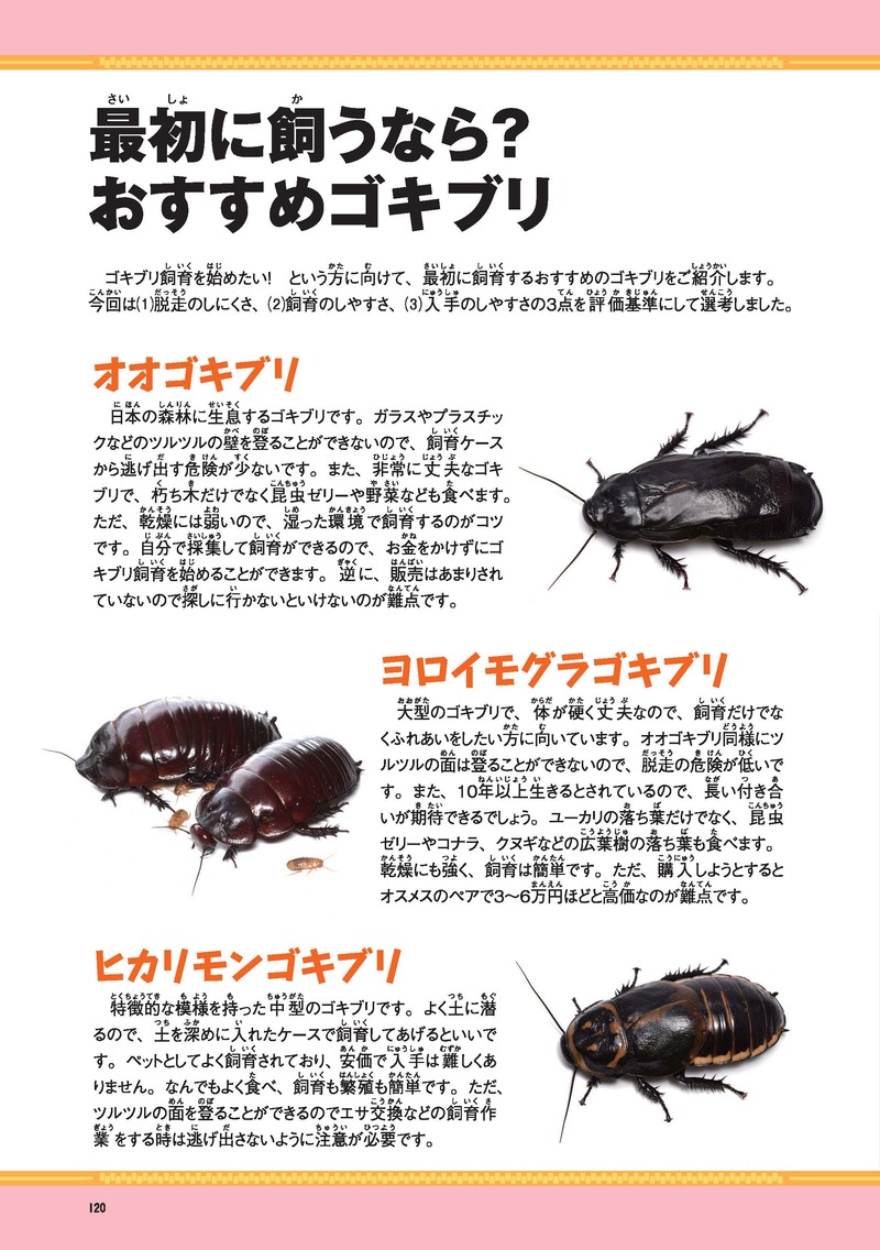 cockroach_2.jpg