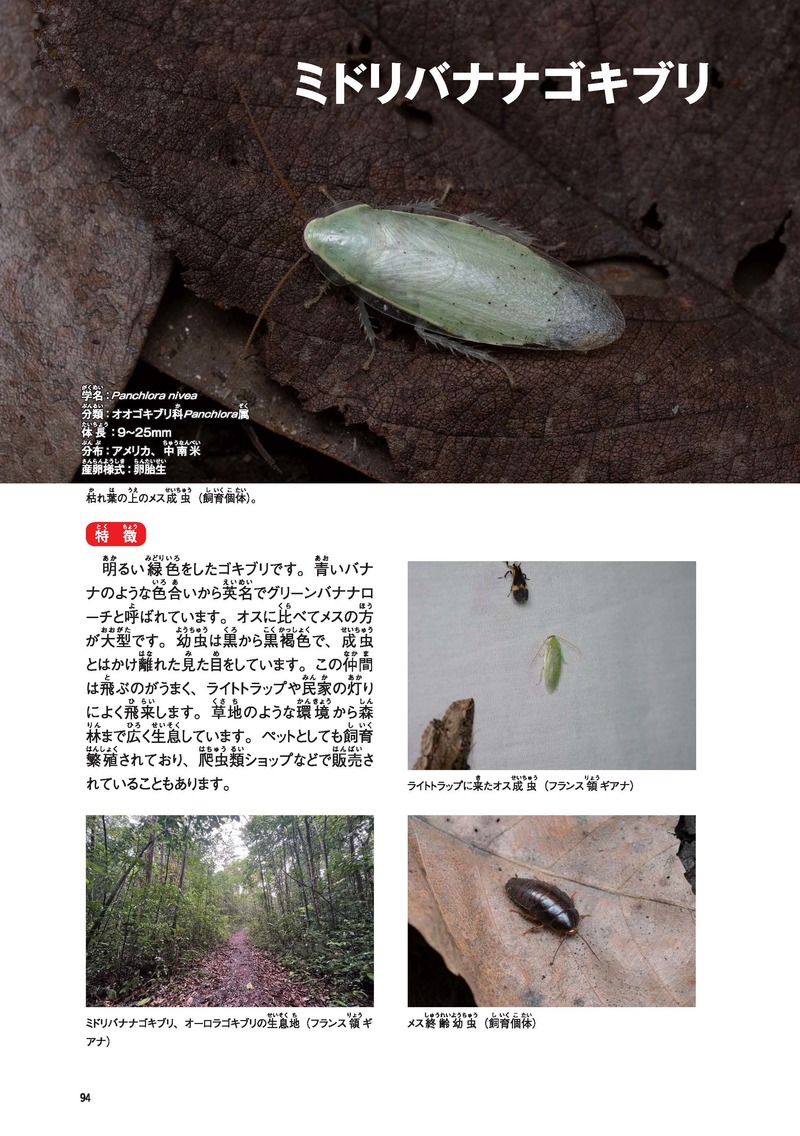 cockroach_4.jpg