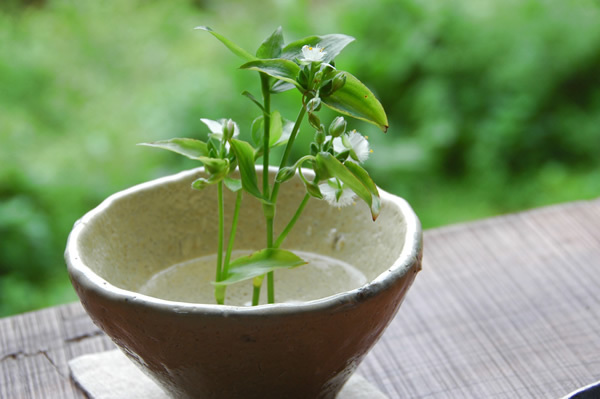 春の花をあしらって、季節を味わう提案も