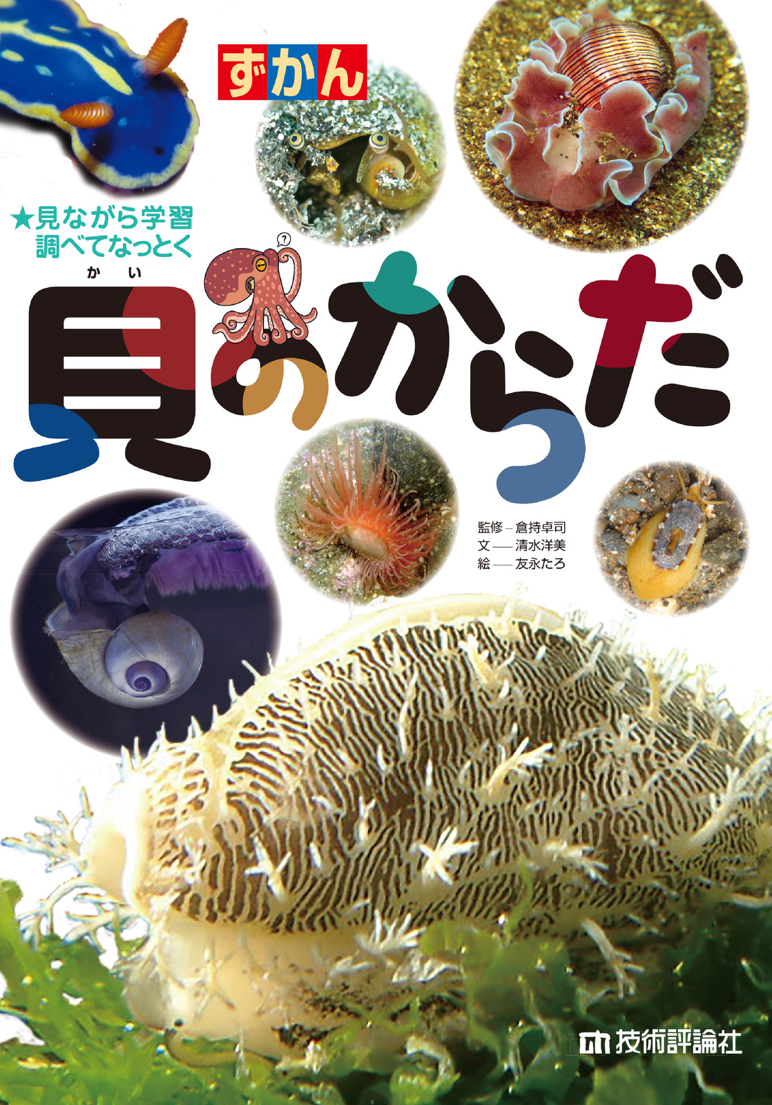 ホネガイ・サンゴ礁・シャコガイの殻