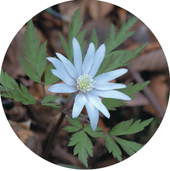 これは、なんの花？