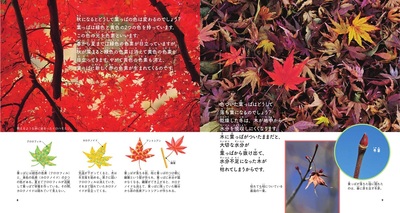 sample