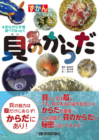 自然・標本 :: 標本 :: ウスアカネダカラApricot-Coloured Cowry